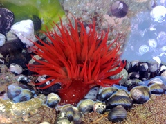 Anemonia alicemartinae