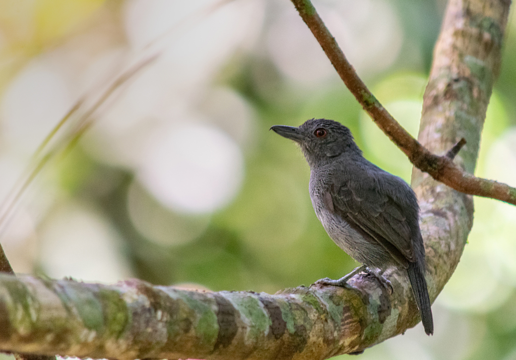 Batará Alillano, Thamnophilus schistaceus