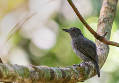 Plain-Winged Antshrike photo 2