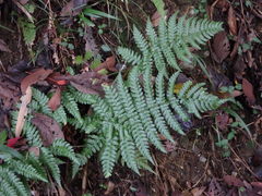 Dryopteris erythrosora