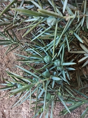 Juniperus oxycedrus subsp. badia image