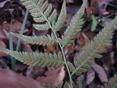 Athyrium niponicum