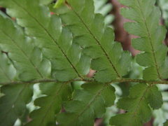Dryopteris erythrosora