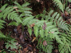 Dryopteris erythrosora