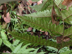Dryopteris erythrosora