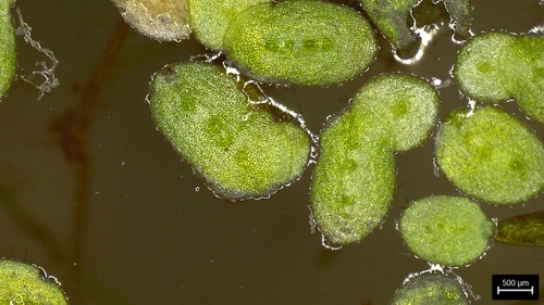 Representative image of Lemna