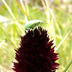 Phyllobius xanthocnemus