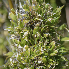 Bergbambos tessellata