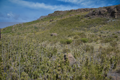 Bergbambos tessellata