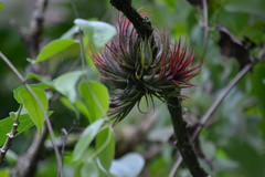 Tillandsia ionantha