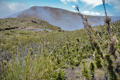 Bergbambos tessellata