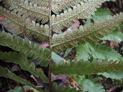 Dryopteris uniformis
