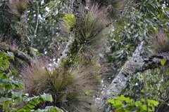 Tillandsia juncea