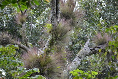 Tillandsia juncea