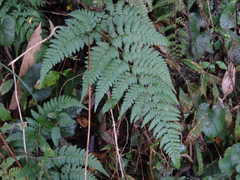 Dennstaedtia zeylanica