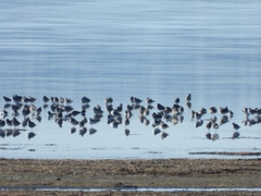 Calidris alpina