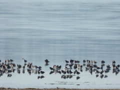 Calidris alpina