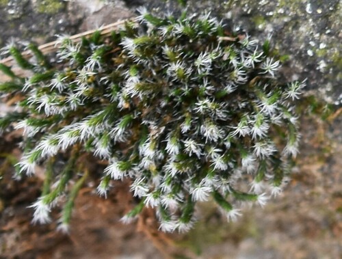 Olney's Dry Rock Moss (Grimmia olneyi)