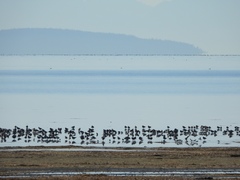 Calidris alpina