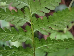 Dennstaedtia zeylanica