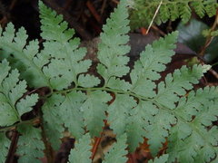 Dennstaedtia zeylanica