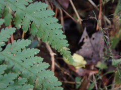 Dennstaedtia zeylanica