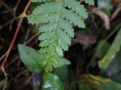 Dennstaedtia zeylanica