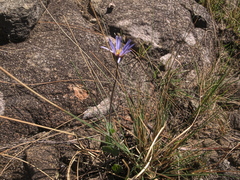 Afroaster perfoliatus