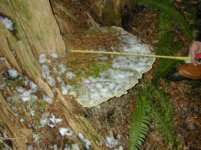 Bridgeoporus