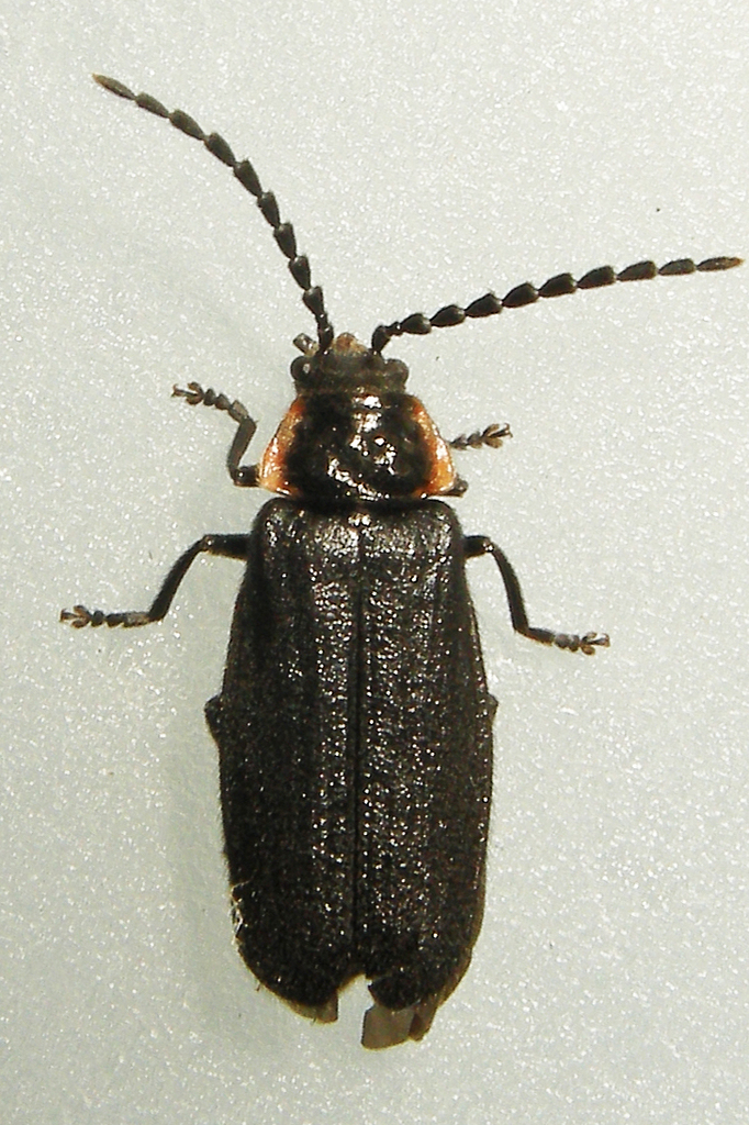 Polemius