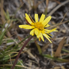 Ursinia montana