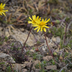 Ursinia montana