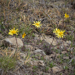 Ursinia montana