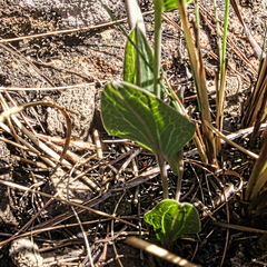 Afroaster perfoliatus