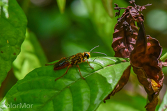 Sphex jamaicensis