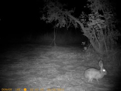 Lepus victoriae