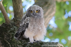 Spotted Eagle-Owl photo 3
