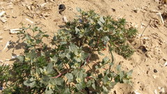 Atriplex laciniata