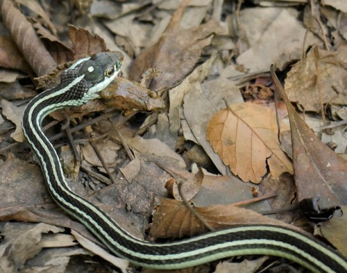 Blanchard's Cricket Frog photographed in Louisiana