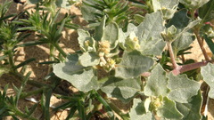Atriplex laciniata