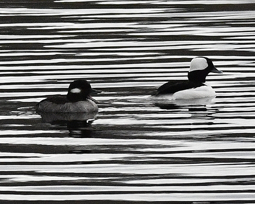 Bufflehead photographed in Maine