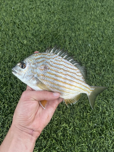 Brim (Archosargus rhomboidalis) — Sparidae — 3