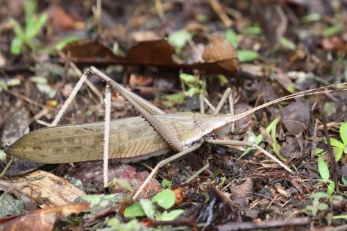 Segestidea novaeguineae