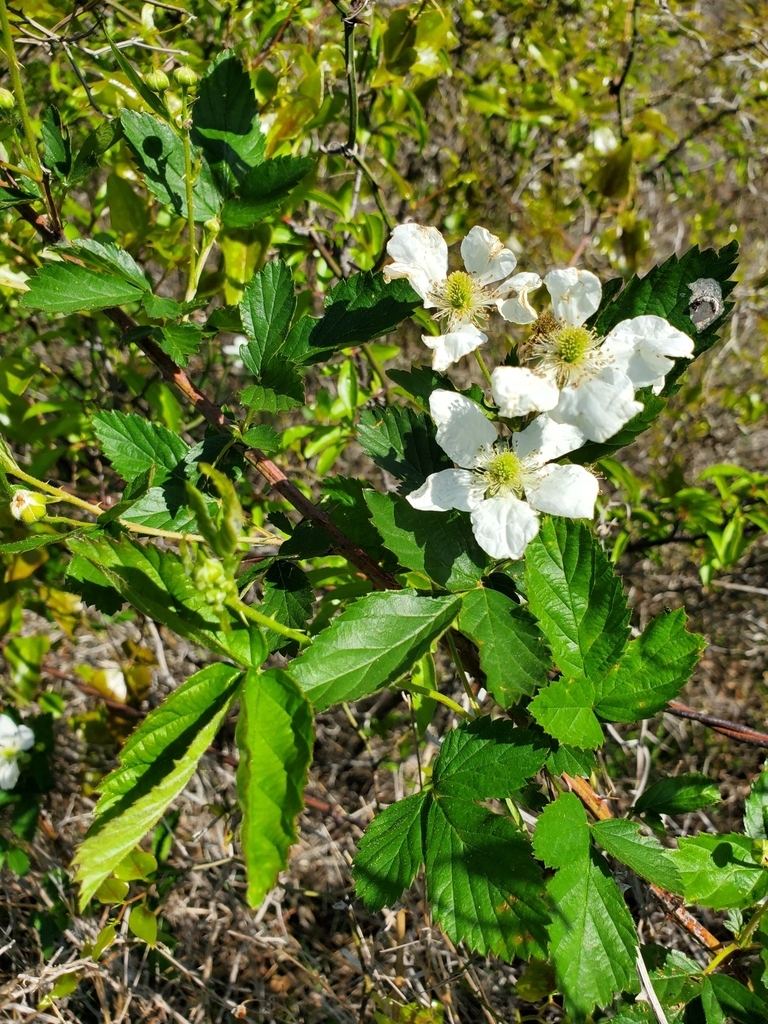 Common Dewberry from Paradise, TX 76073, USA on April 13, 2023 at 0434