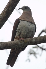 Zoe's Imperial-Pigeon photo 2