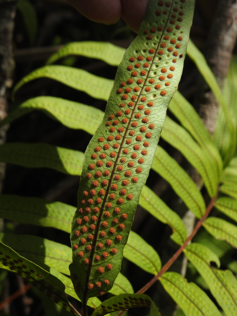 Serpocaulon triseriale