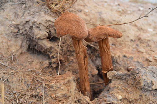 Sandy Stilt-puffball
