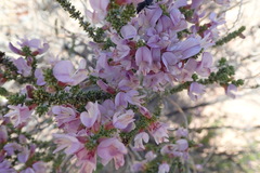 Aspalathus costulata