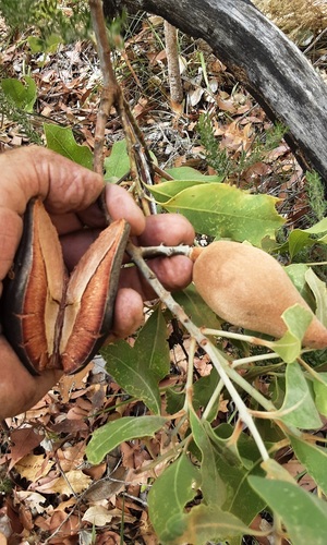 Xylomelum occidentale R.Br.