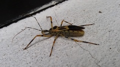 Zelus armillatus